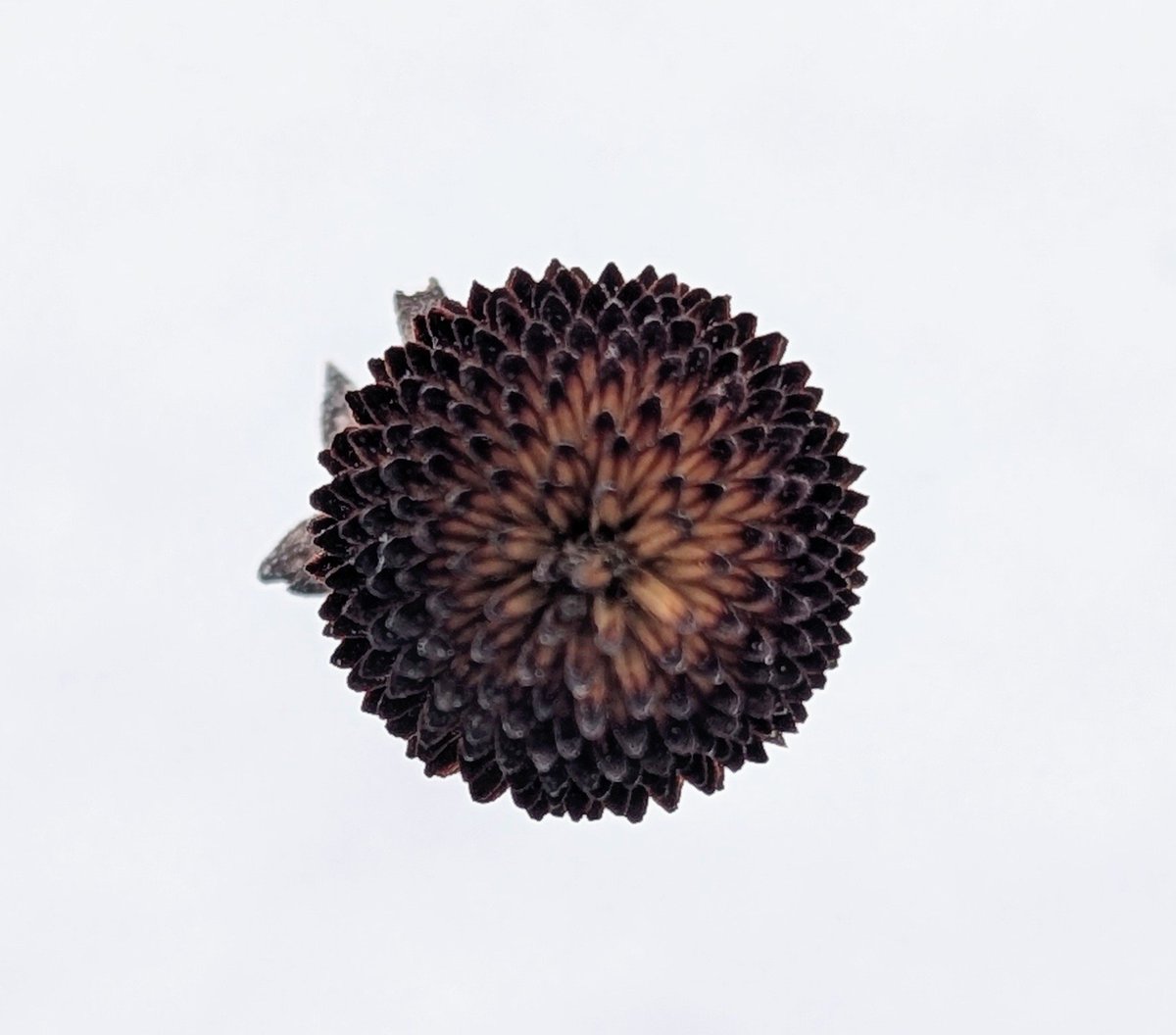 KAARTIFACTS tweet media