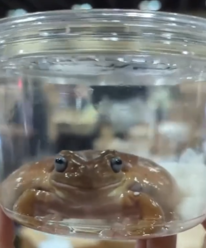 rA sunset tweet media