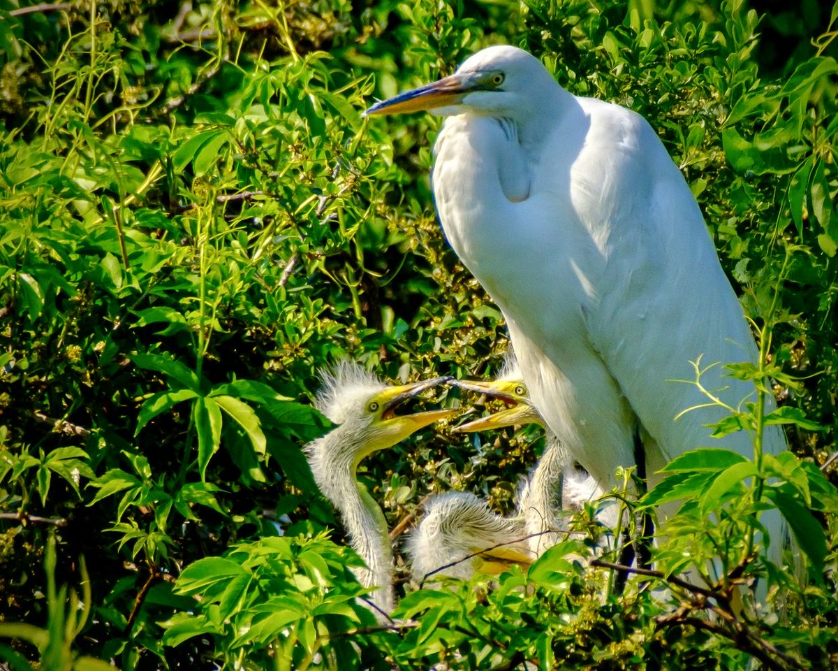 GeofotoF's tweet photo. “Spring is in the Air” Great Egrets are tall, long-legged wading birds with long, S-curved necks and long, dagger-like bills. #greategret #nest #newborn #springtime #NatureScenery #breedingtime #throwbackthursday #photooftheday #fujifilm https://t.co/bQmOBReCov