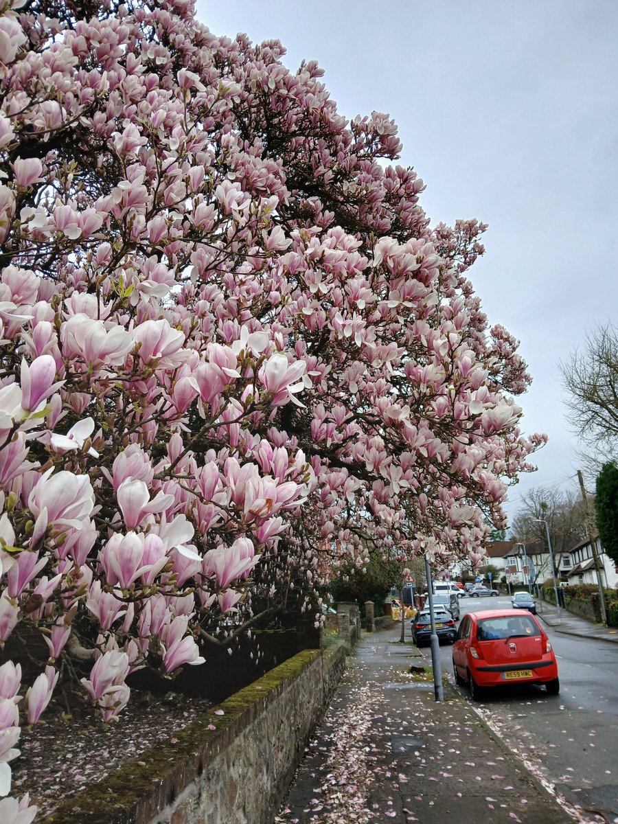 timhhartley's tweet photo. Na'i sbwylio chi heno.
My favourite in #Cardiff
❤️ #MagnoliaWeek https://t.co/ighacOjVSq