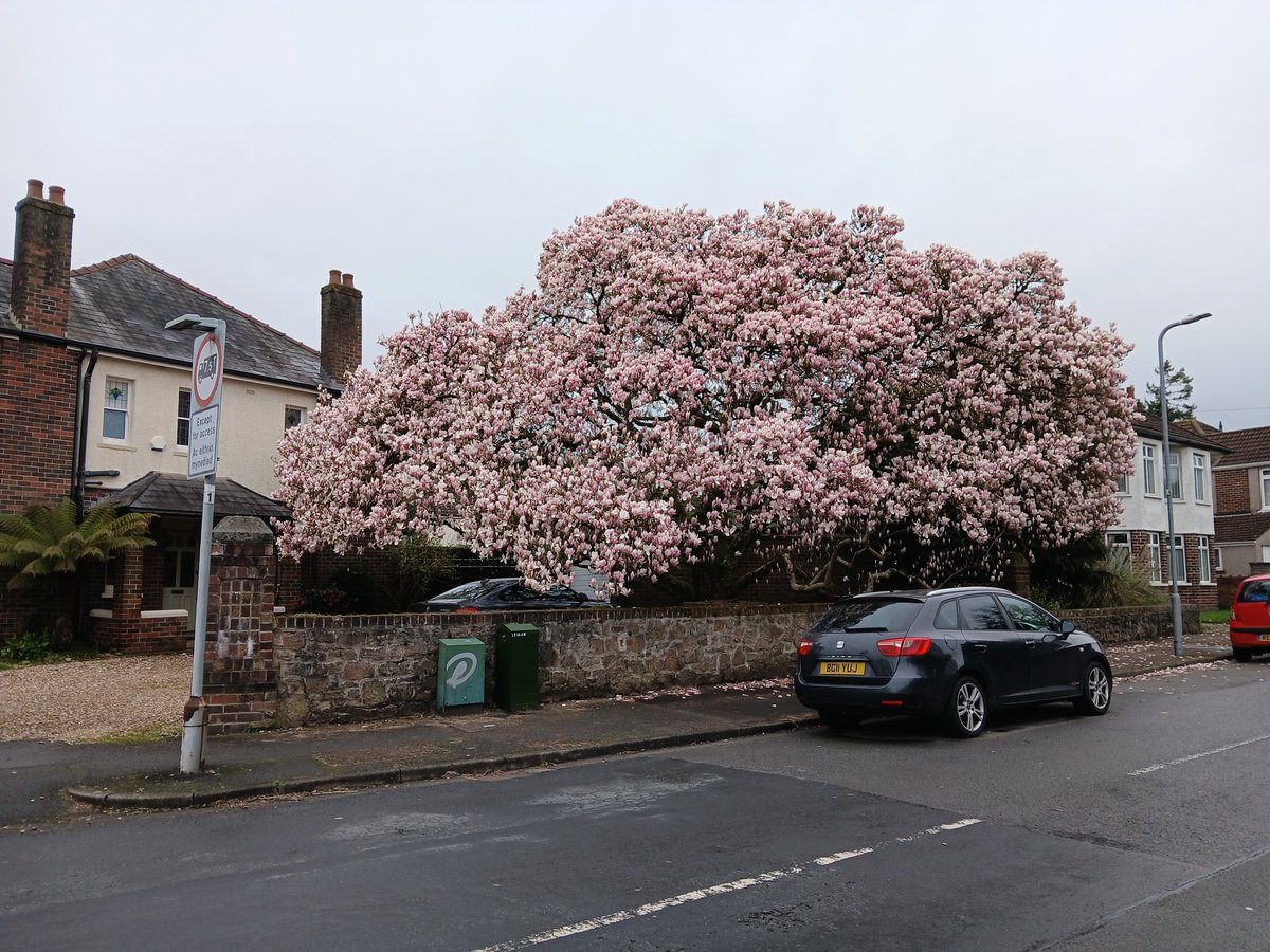timhhartley's tweet photo. Na'i sbwylio chi heno.
My favourite in #Cardiff
❤️ #MagnoliaWeek https://t.co/ighacOjVSq