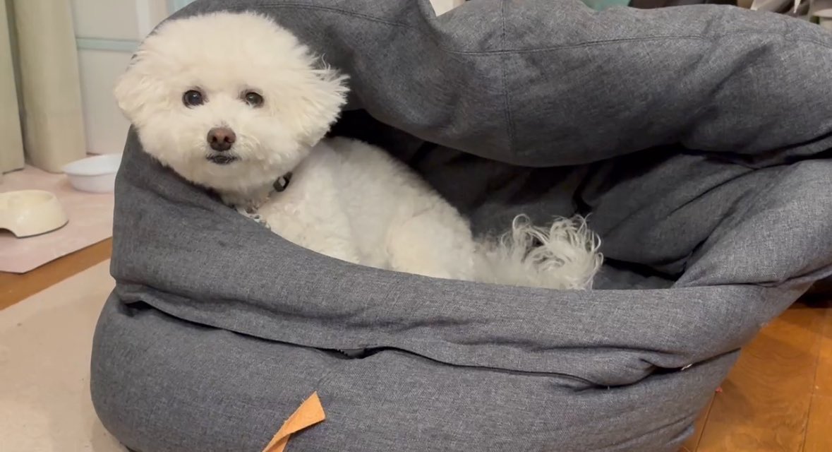 前メイクしてもらった時の私と、実家の犬