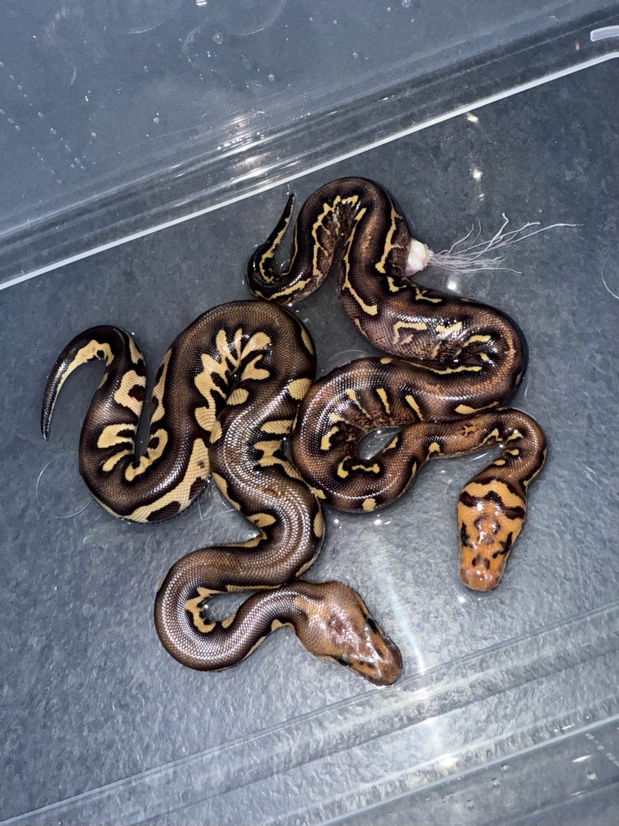 06shockwave tweet media