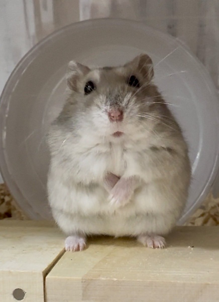 ほしまる⭐️ tweet media