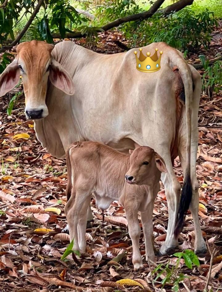 Sur de Bolivar Pasion Ganadera tweet media