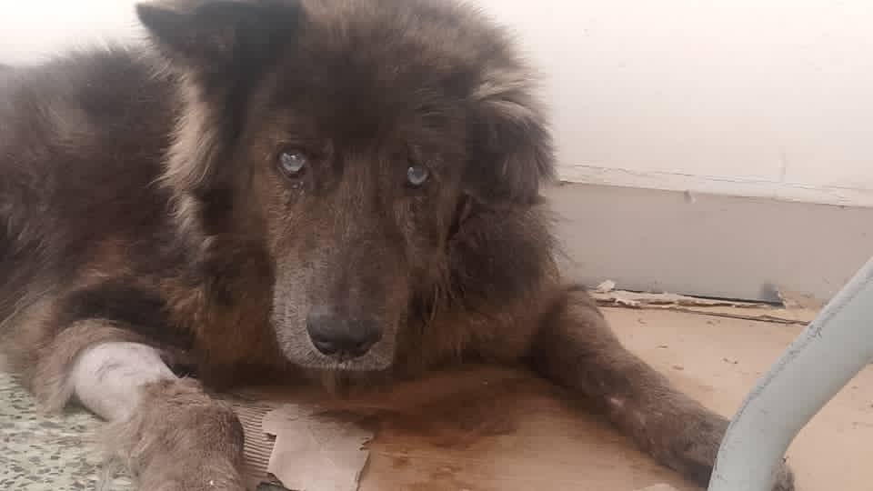 <a href="/PerroUsuario/">PerroUsuario Wof '•'</a> dif x favor
Para ayudar al perrito #Miasis q deambuló x Montalban a Pl.Madariaga se necesitan estos medicamentos:
• Lisodex 13.90$ 
• Lisoderm 16.90$
si alguien los tiene y pueden donarlos, sería una grandiosa ayuda.
☎️04141600076
ya fue atendido en EdenPets.🙏