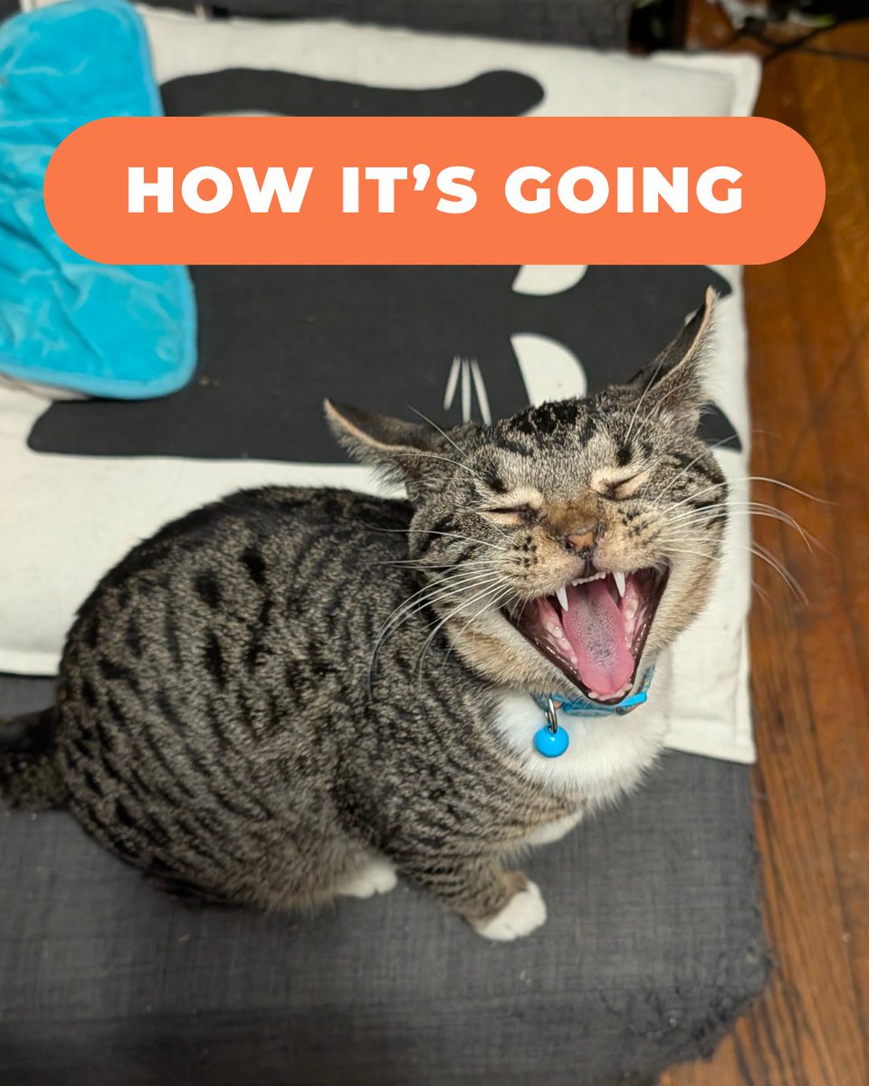 Tree House Humane Society tweet media