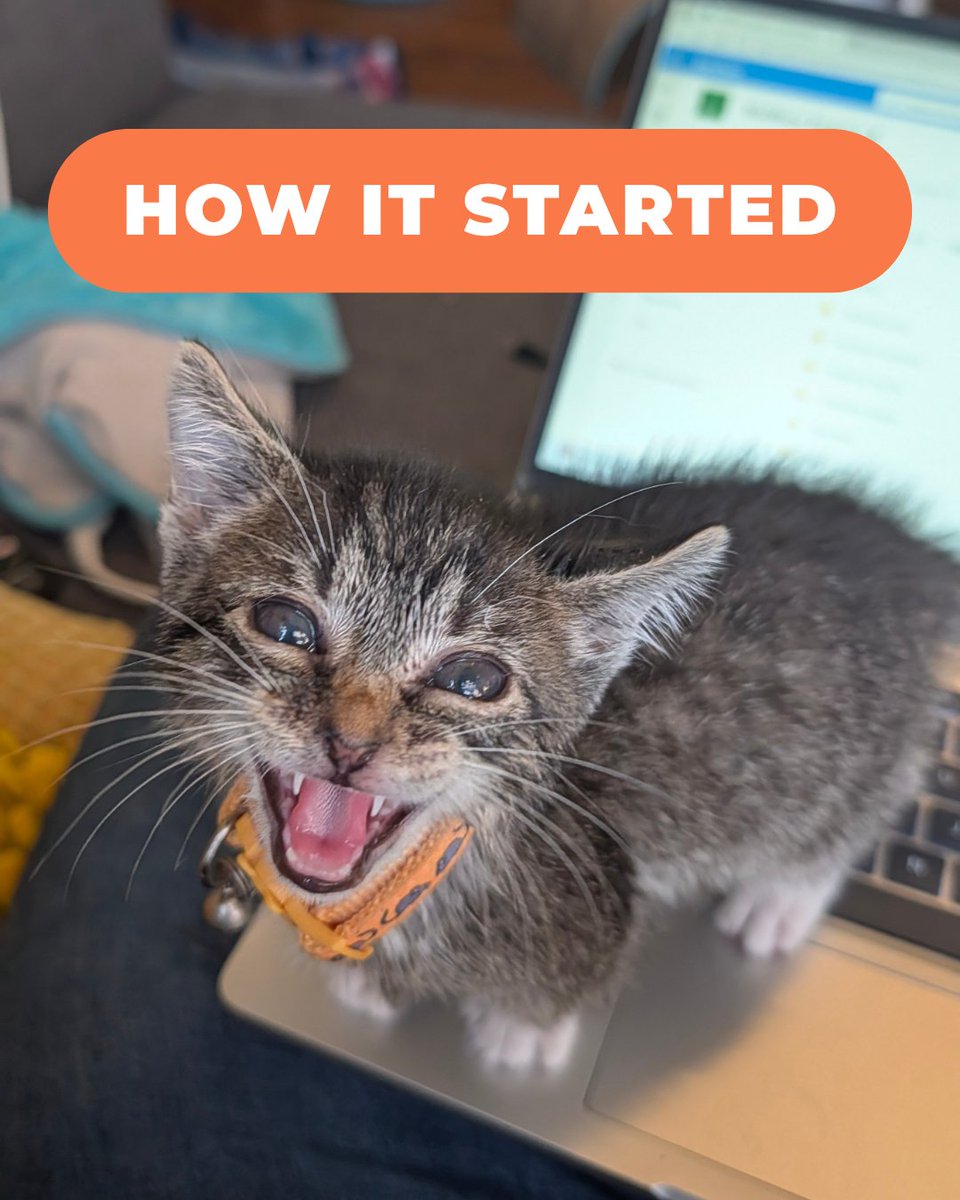 Tree House Humane Society tweet media