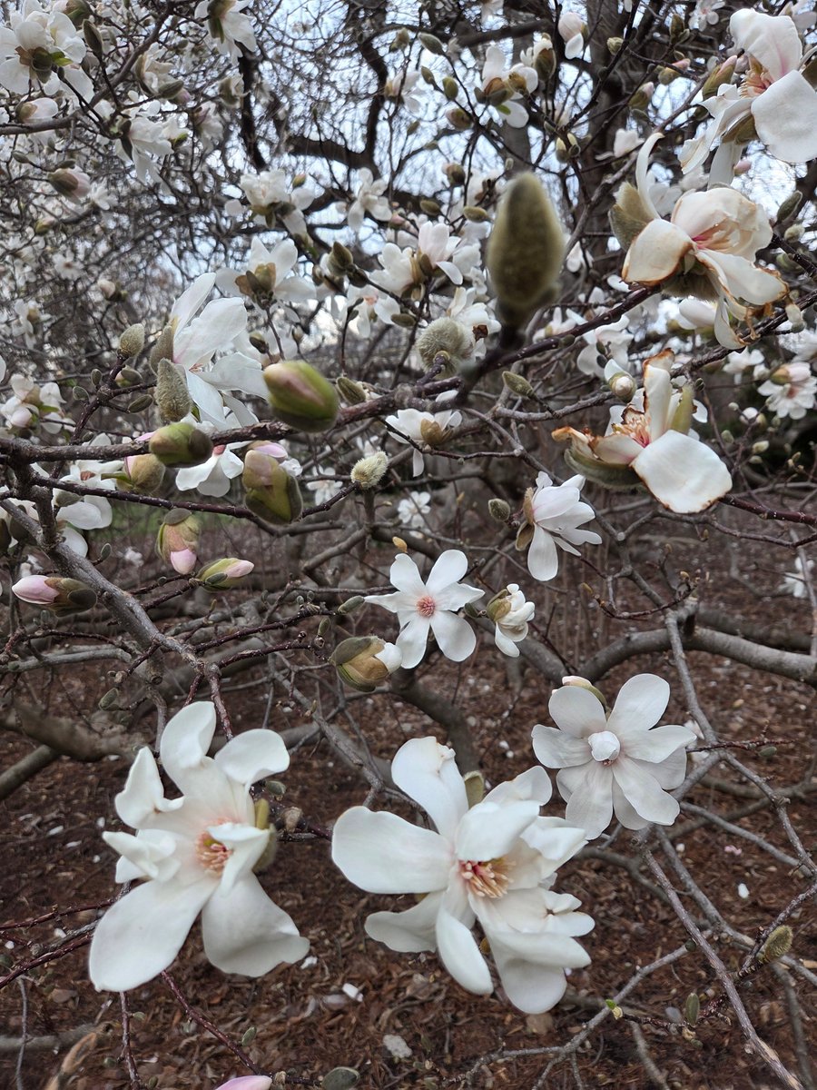 Sachs Museum at Missouri Botanical Garden tweet media