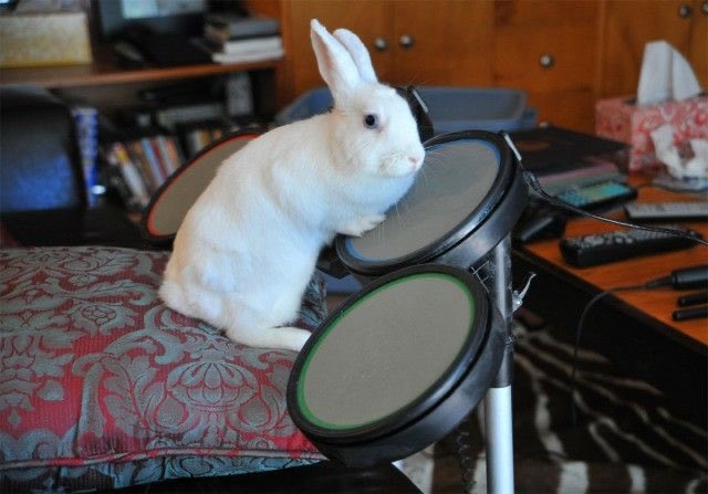 cameron winter bunny tweet media