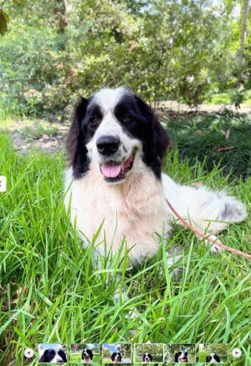RussianBerner's tweet image. Sharing a post from another wonderful rescue - the Great Pyrenees Rescue Society greatpyreneesrescuesociety.org/?fbclid=IwVERF…! 

Meet Brock - he’s part #Newfoundland and part #GreatPyrenees 🥰🥰🐾 Big Heart, Big Fluffy Self 🐾

Looking for a loyal, goofy, and utterly charming companion? Say hello to