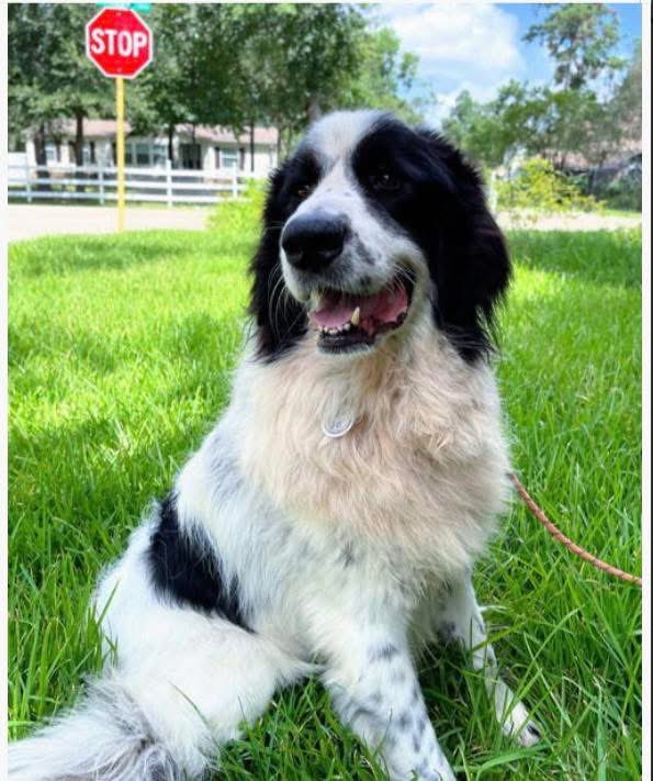 RussianBerner's tweet image. Sharing a post from another wonderful rescue - the Great Pyrenees Rescue Society greatpyreneesrescuesociety.org/?fbclid=IwVERF…! 

Meet Brock - he’s part #Newfoundland and part #GreatPyrenees 🥰🥰🐾 Big Heart, Big Fluffy Self 🐾

Looking for a loyal, goofy, and utterly charming companion? Say hello to