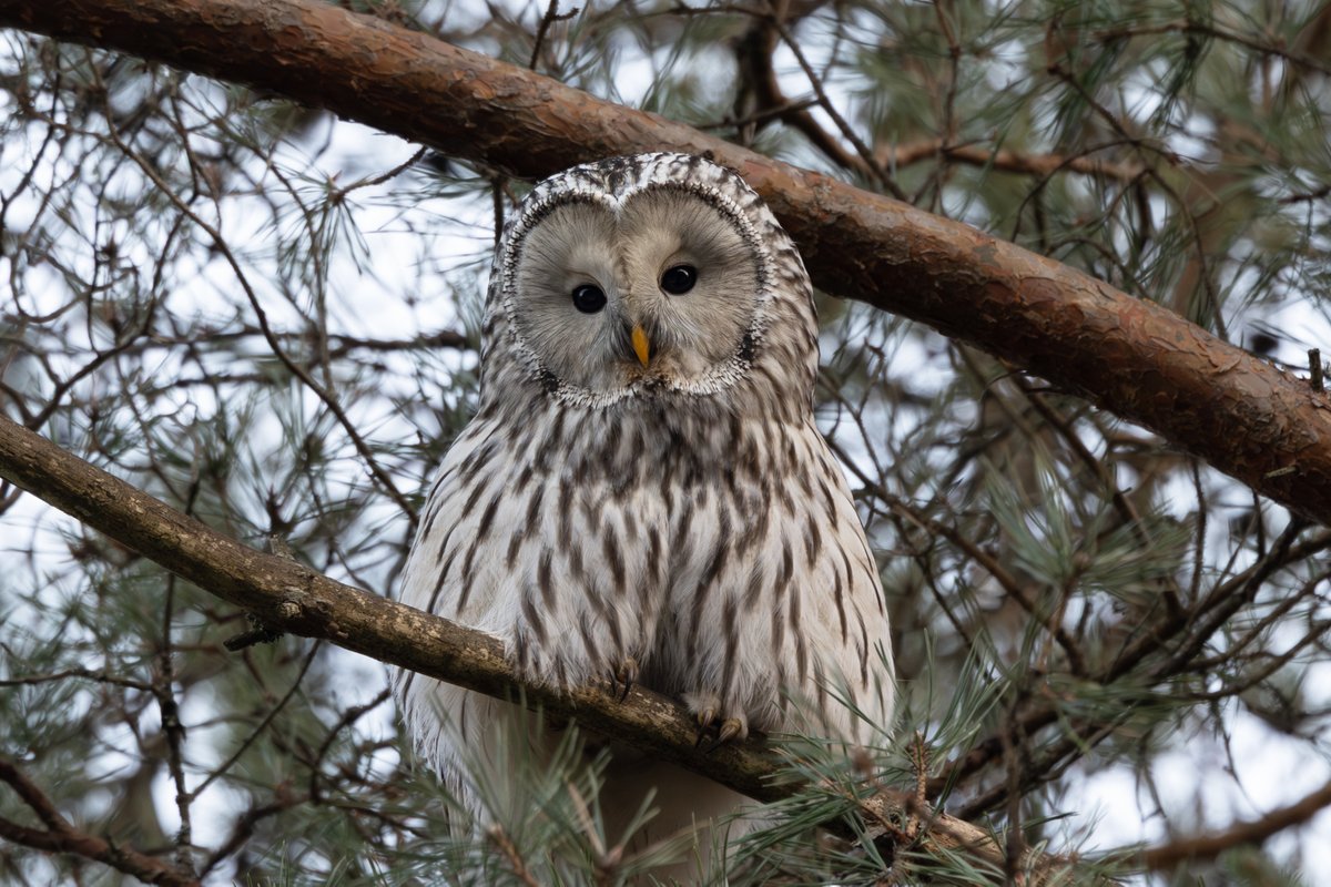 Toby Carter tweet media