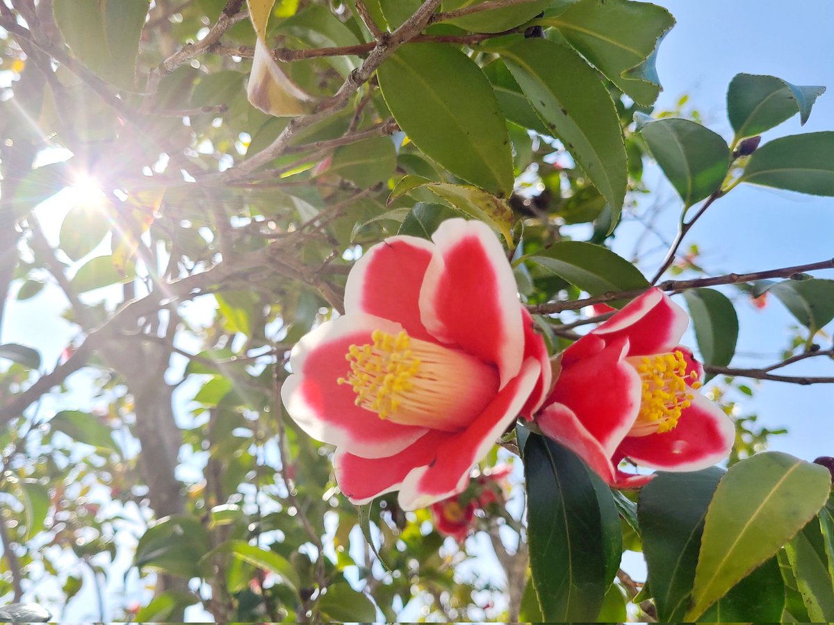 soma☘️ tweet media