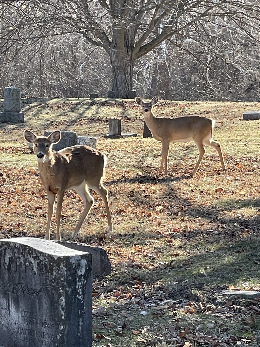 surely goodness tweet media