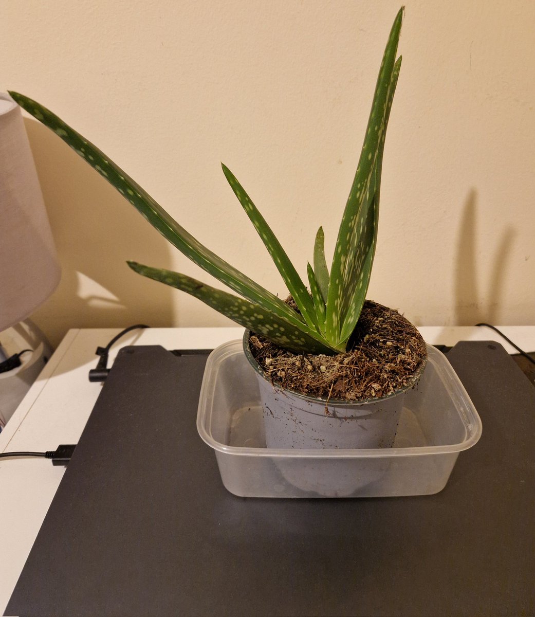 cookie🍪 tweet media