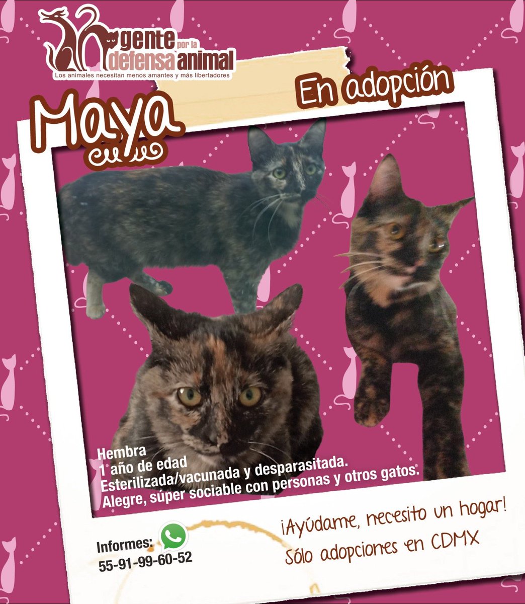 Gente por la Defensa Animal (GEPDA) tweet media