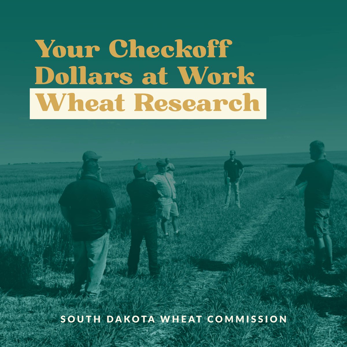 SD Wheat  tweet media