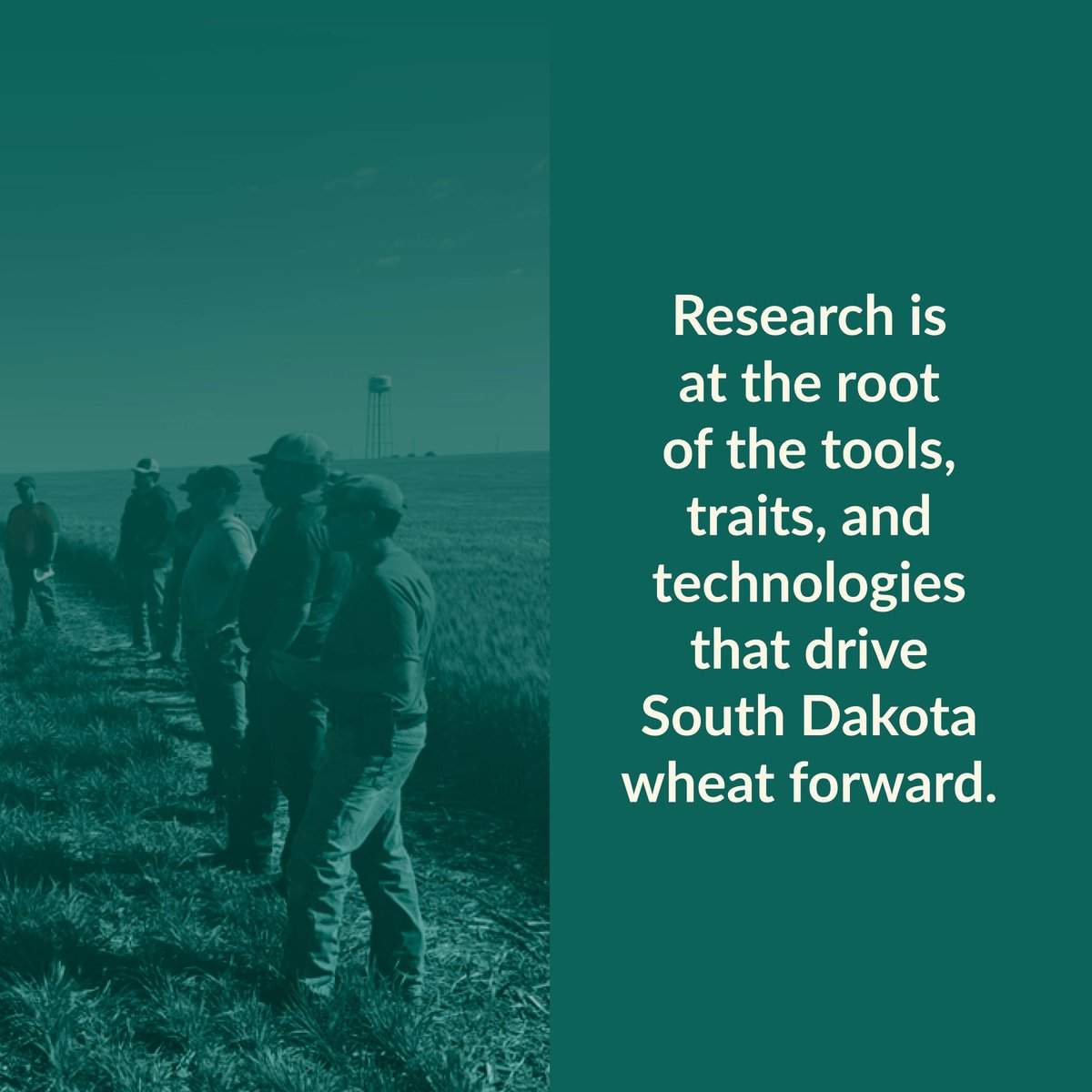 SD Wheat  tweet media