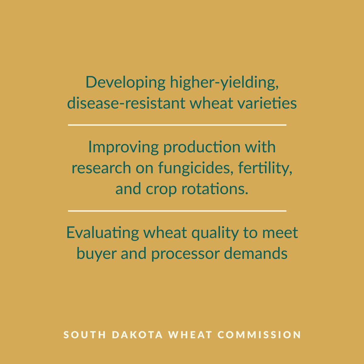 SD Wheat  tweet media
