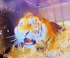 SuperStefanMaker tweet media