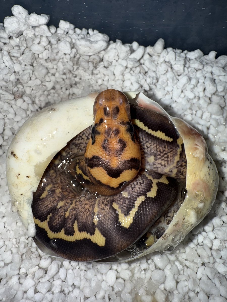 06shockwave tweet media