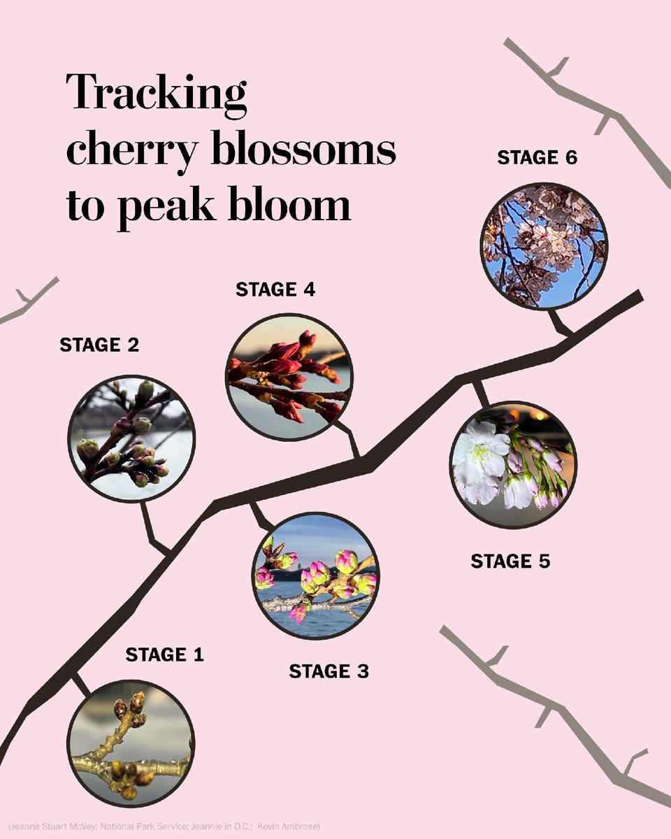 The Washington Post tweet media