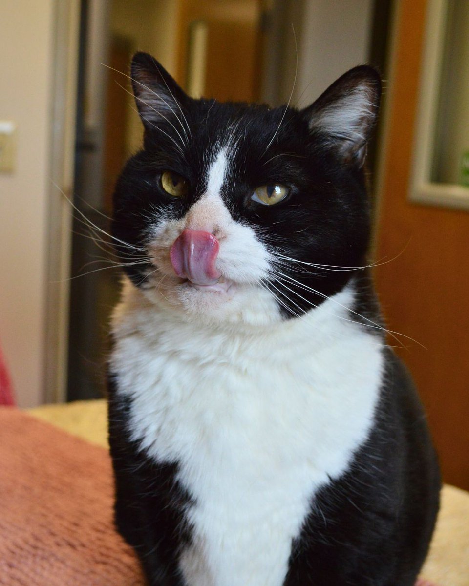 Greenhill Humane tweet media