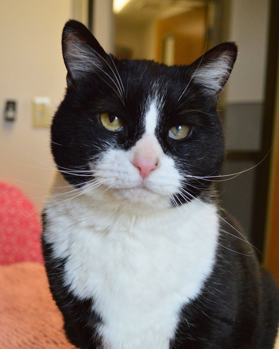 Greenhill Humane tweet media