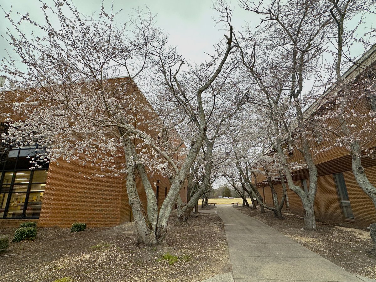 COA_Dolphins's tweet photo. Even though we are going back to winter weather tonight, the cherry blossoms at COA - Elizabeth City have just started to bloom! Spring will be here soon!
🐬🌸🐬🌸🐬🌸

#TransformYourTomorrow #Extraordinary58 #IsItSpringYet https://t.co/Q7yHEKy7Ci