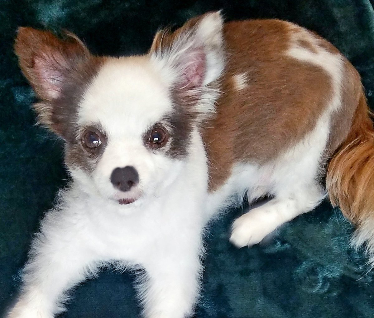 Charlie Boo 💙🐶 tweet media