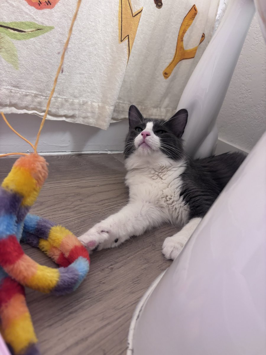 Cat Matchers tweet media