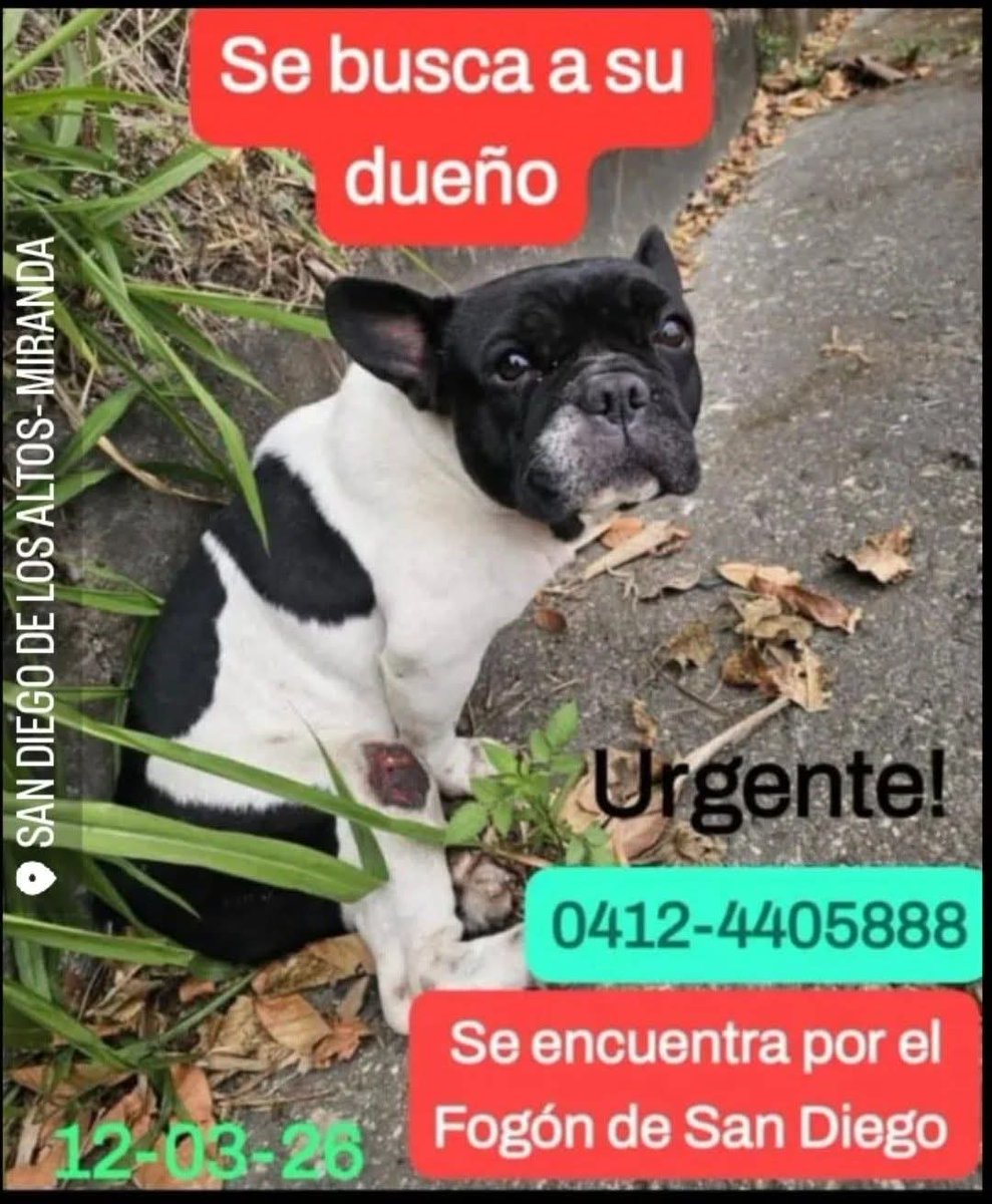 PerroUsuario's tweet photo. Se busca a su familia humana.  San Diego de los Altos https://t.co/aq3wU3WQTJ