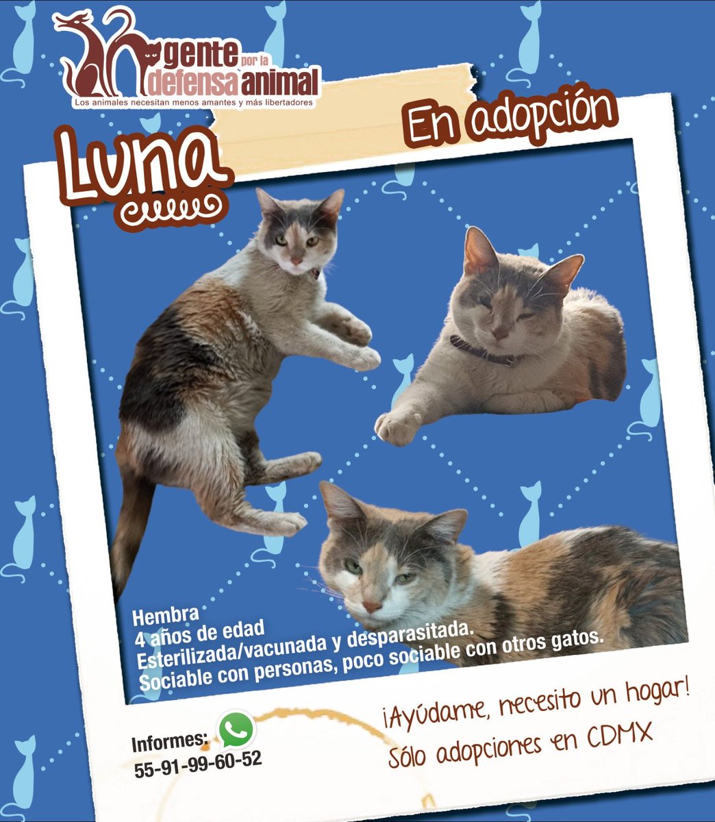 Gente por la Defensa Animal (GEPDA) tweet media