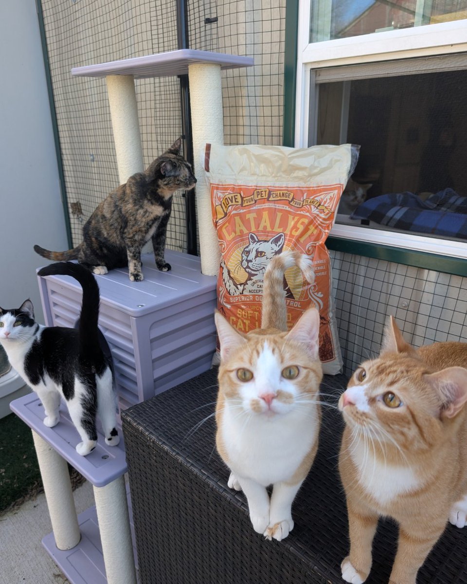 Beagle Freedom Project tweet media