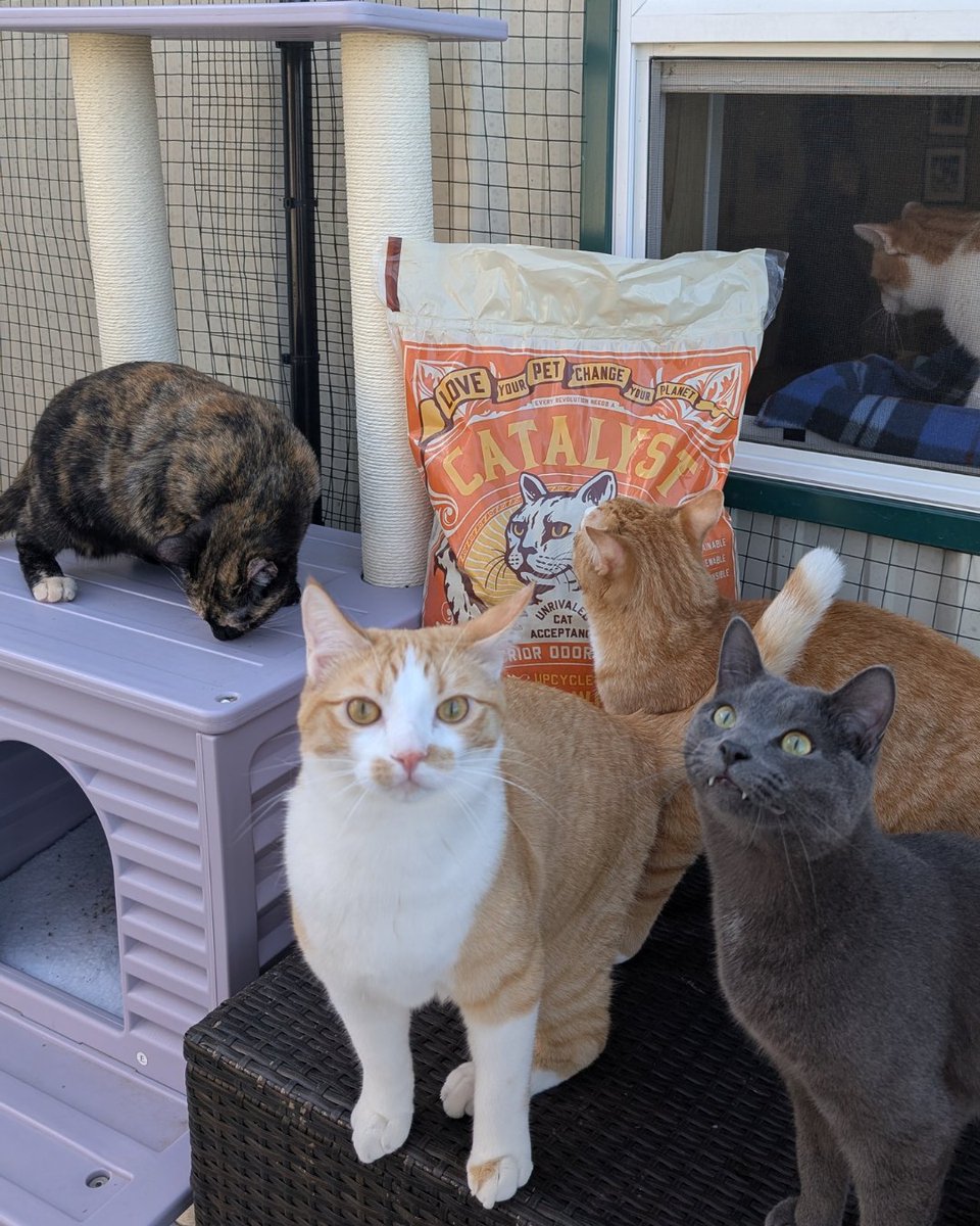 Beagle Freedom Project tweet media