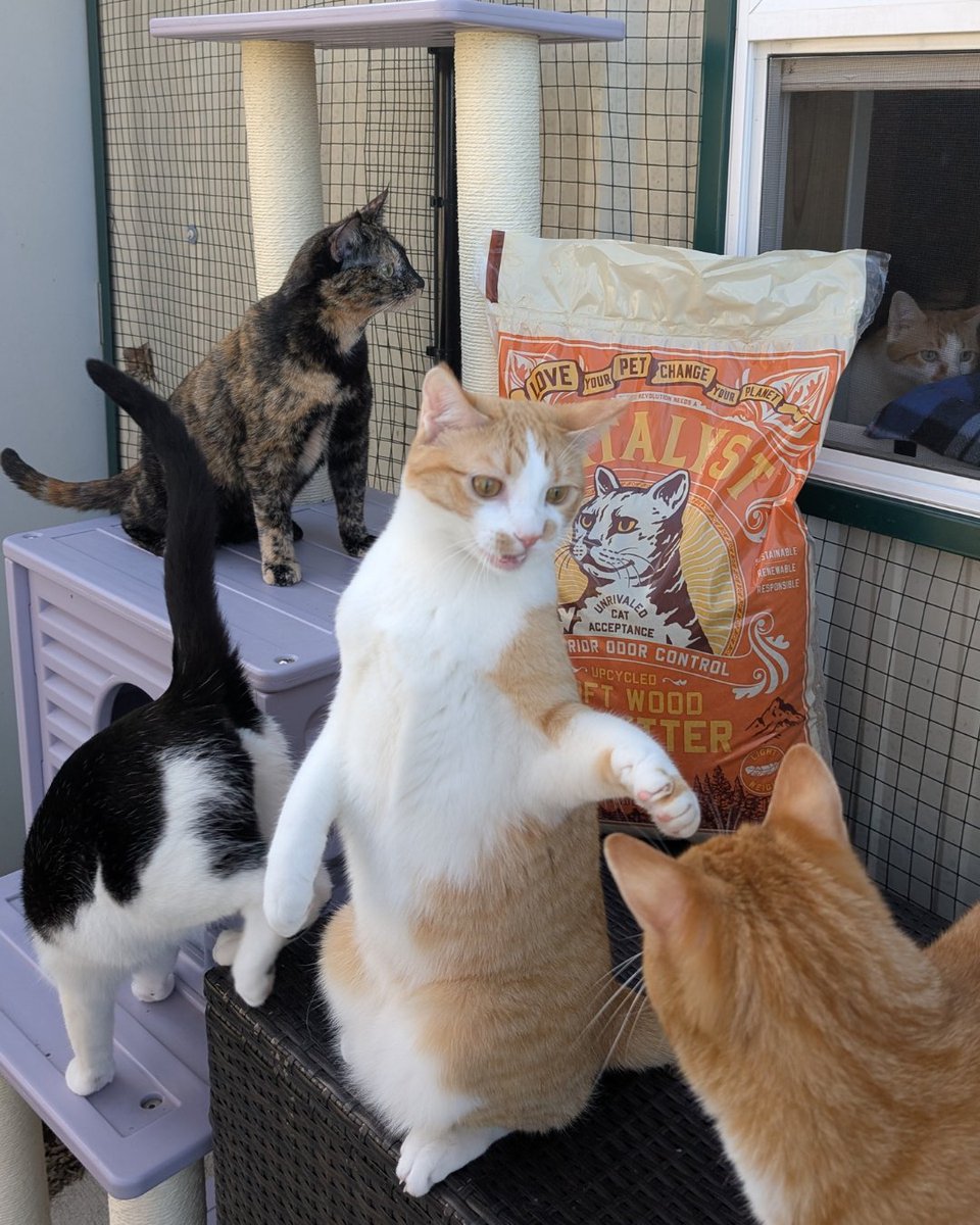 Beagle Freedom Project tweet media