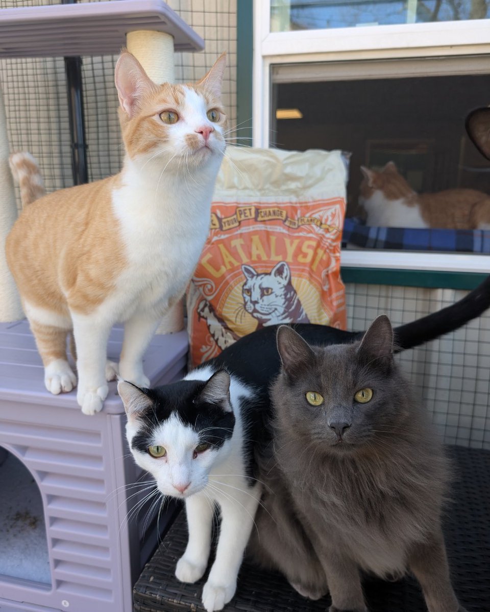 Beagle Freedom Project tweet media