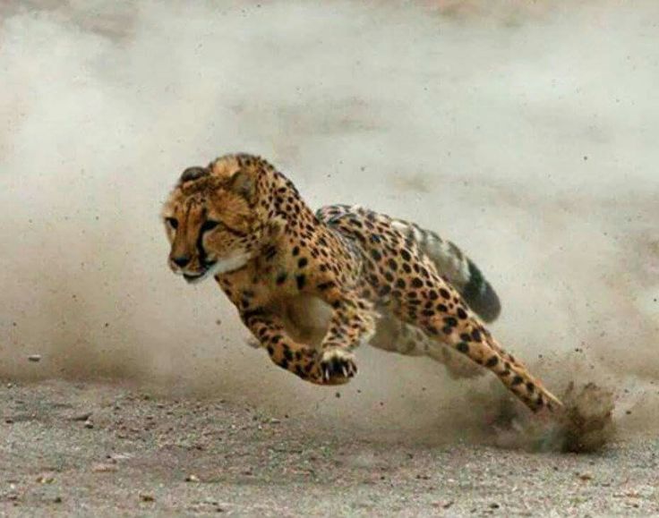 Danny Dravot tweet media