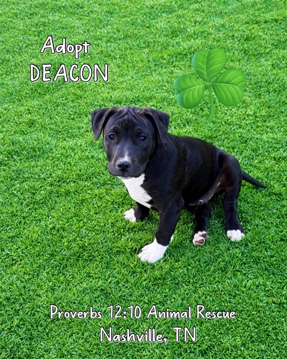 Proverbs 12:10 Animal Rescue tweet media