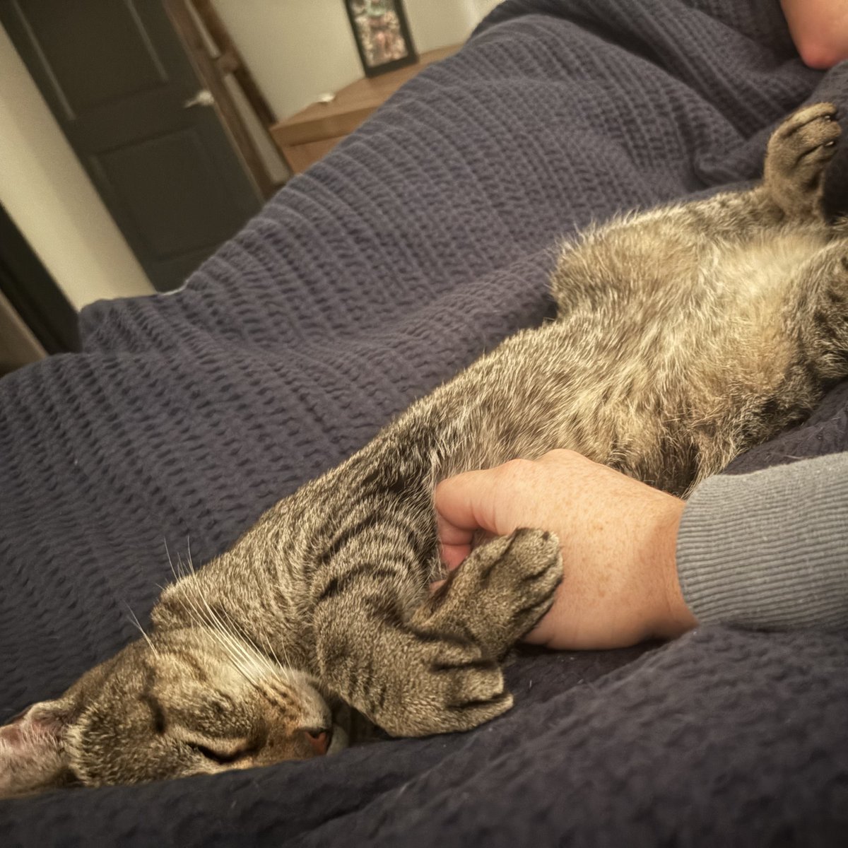 Tree House Humane Society tweet media