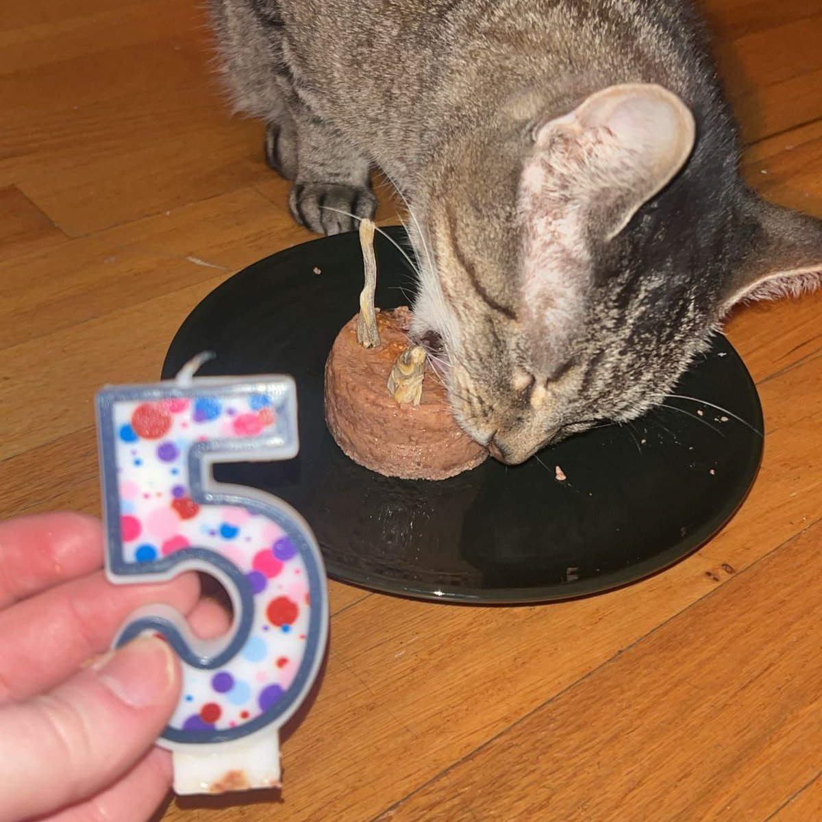 Tree House Humane Society tweet media