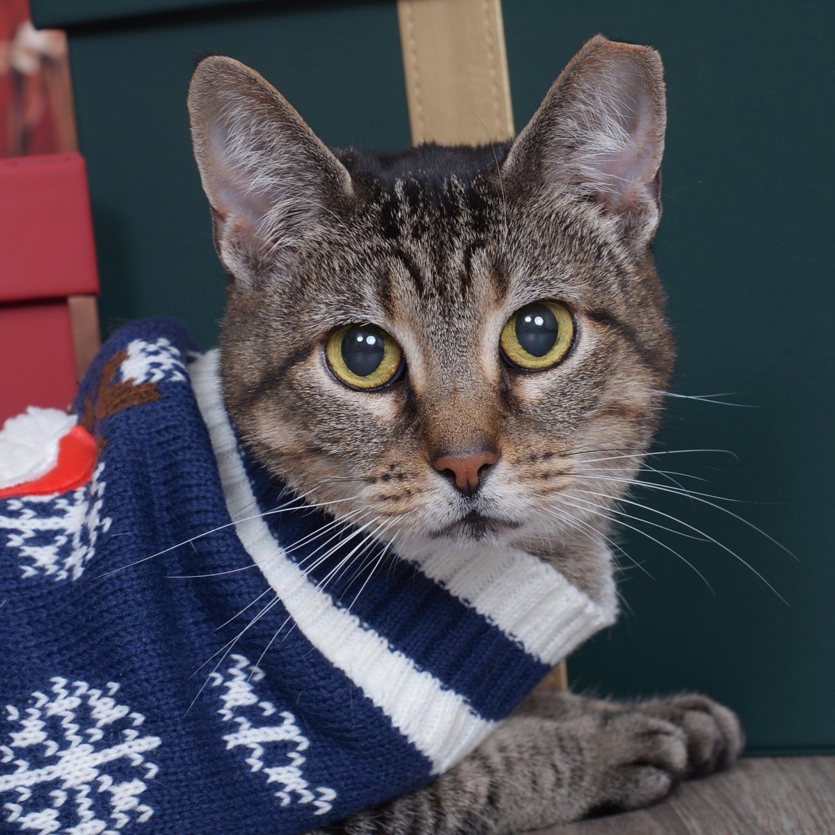 Tree House Humane Society tweet media