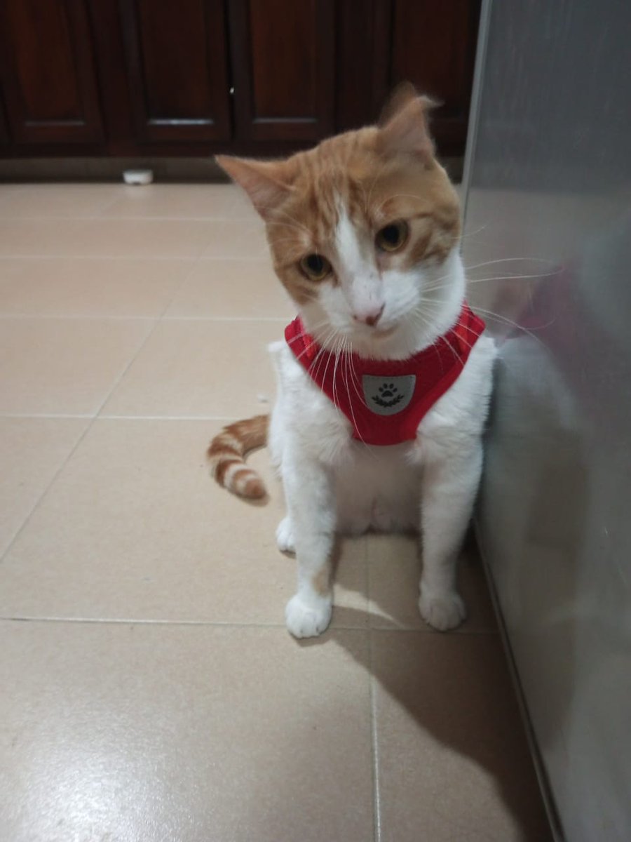 No importa si un gato llega adulto a nuestras vidas; el amor que entregan es el mismo (o más) que si hubiesen estado desde "chipilín". 😻 Mango llegó a mi vida siendo grande y lo amo con locura. Sé que él se siente seguro y amado. ¡Adopta adultos! ❤️🐈