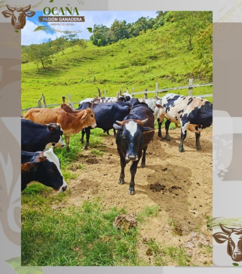 PL OCAÑA-PASION GANADERA tweet media