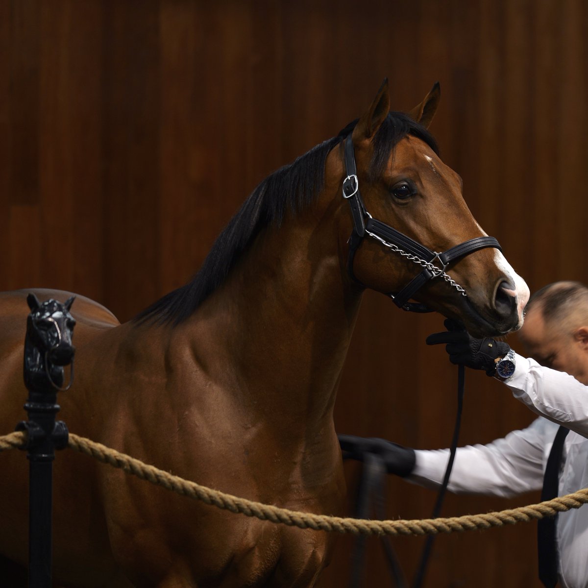 Arroyo Bloodstock tweet media