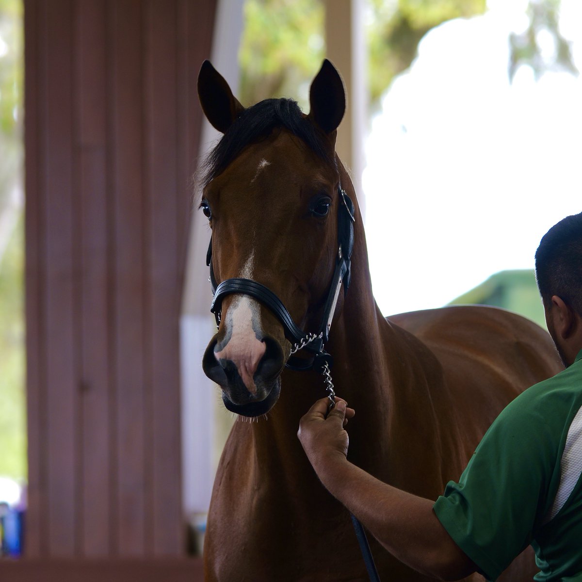 Arroyo Bloodstock tweet media