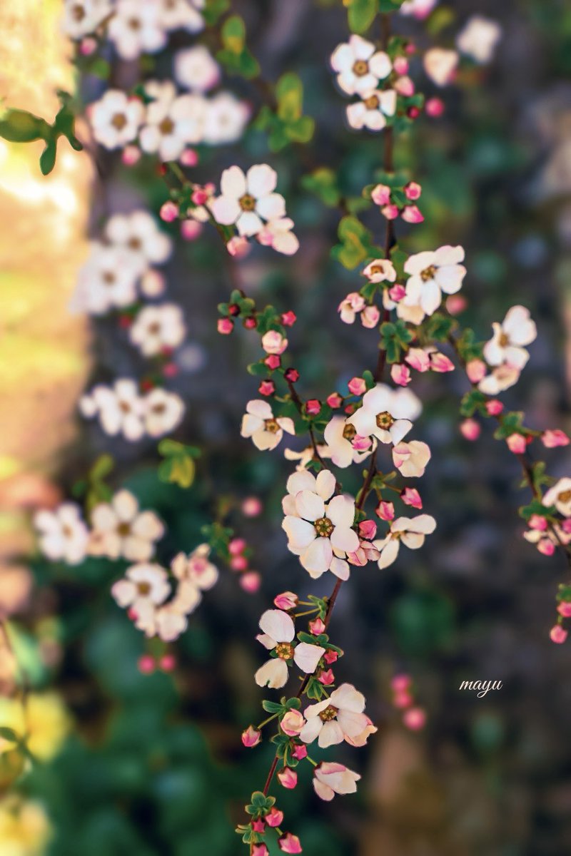 𖡼.𖤣𖥧𖡼.𖤣𖥧⚘

　　　　　　愛らしい春に
　　　　　　心を寄せて

#ピンクユキヤナギ