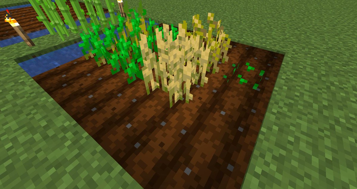 AiWiKing's tweet photo. @stonersvilla Thats wheat same as minecraft one https://t.co/QESdm1zOxg