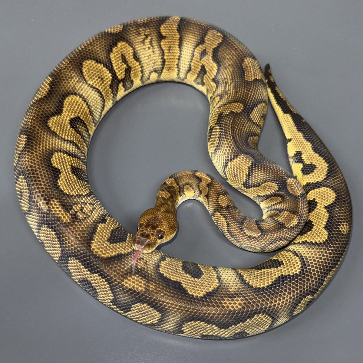 06shockwave tweet media